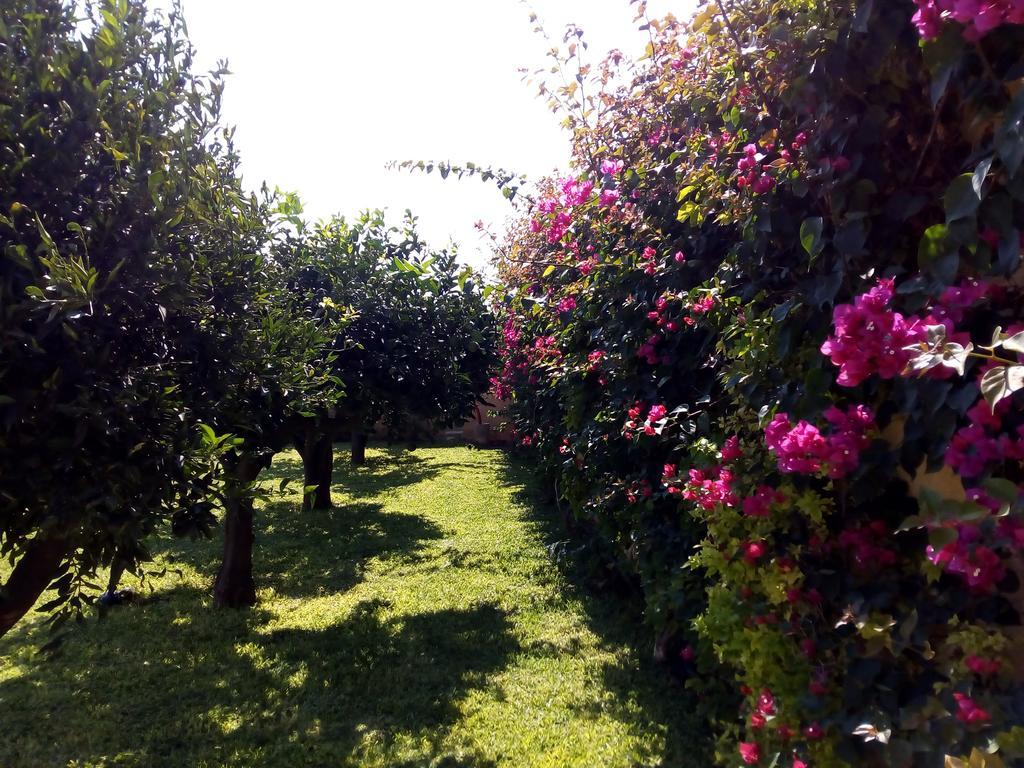 Bed and Breakfast Baglio Olivastro Digerbato Exterior foto